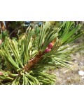 Сосна Гельдрейха / белокорая Компакт Джем (штамб) | Pinus heldreichii / leucodermis Compact Gem (shtamb) | Сосна Гельдрейха / білокора Компакт Джем (штамб)